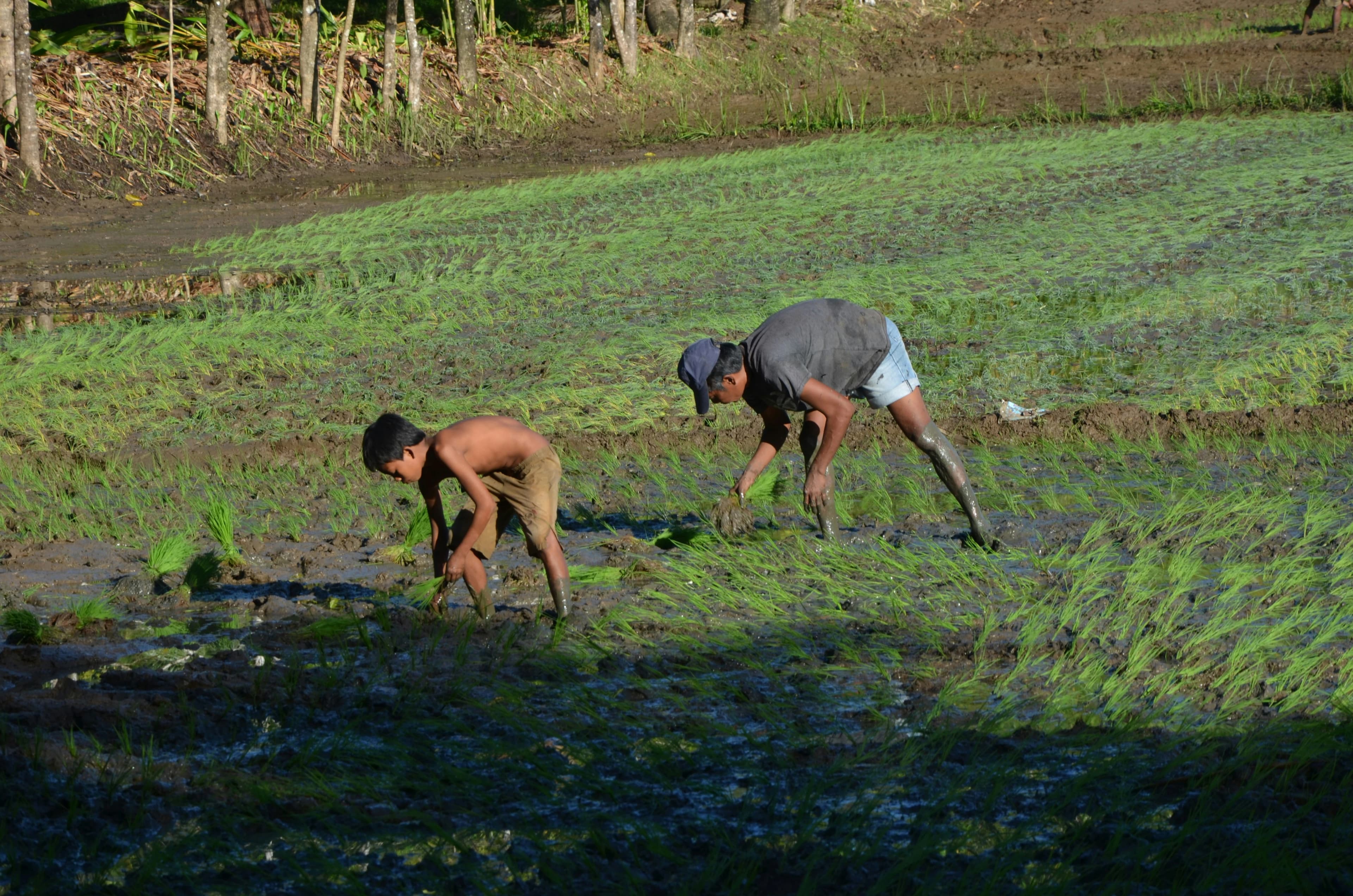 Farmer using TABO agriculture platform